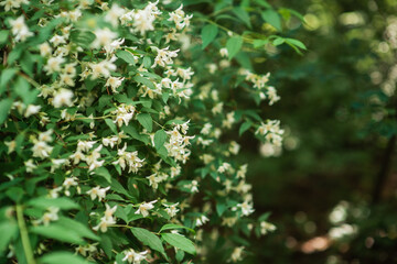 Summer background with white flowers on a green bush close-up. White, pale pink flowers with a tender, subtle aroma