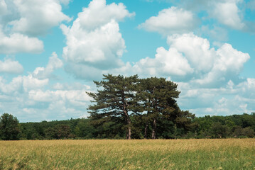 A large green field with a tree on the horizon against the background of a blue sky with large white clouds