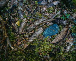 crocodile in the water