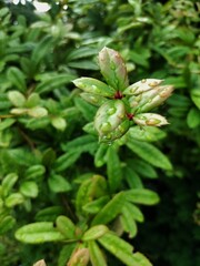 Leaves after rain