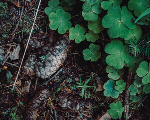 mushrooms in the forest