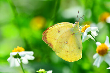 butterfly on yellow flower