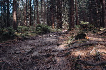 forest, national park, nature, nature, expedition, trees, darkness,