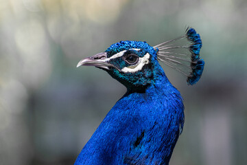 portrait of a peacock