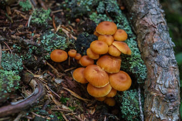mushrooms on the tree