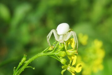 Beautiful white spider crab on yellow barbarea flowers in the garden, natural green background - obrazy, fototapety, plakaty