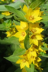 Obraz premium Yellow Lysimachia flowers in the garden, closeup 