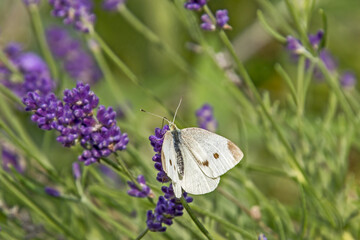 gros plan d'un papillon petit blanc (Pieris rapae) sur une fleur de lavande