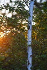 Fototapeta premium sun shining through trees