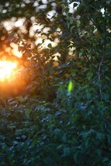 Fototapeta na wymiar sun shining through the trees
