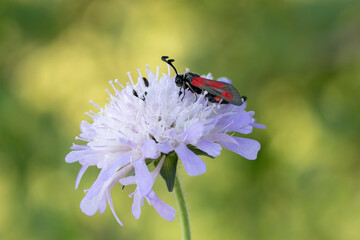 red-banded burnet zygaena sarpedon in close view on scabiosa