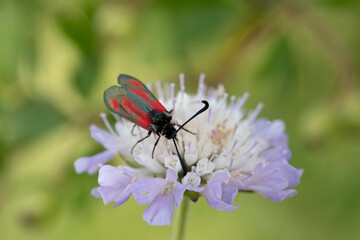 red-banded burnet zygaena sarpedon in close view on scabiosa