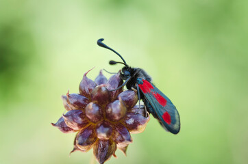 red-banded burnet zygaena sarpedon in close view on scabiosa