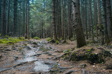 forest, national park, nature, nature, expedition, trees, darkness,