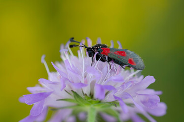 red-banded burnet zygaena sarpedon in close view on scabiosa