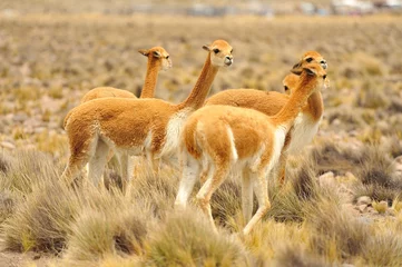 Fotobehang Nieuwsgierige groep Vicuñas in de Pampa Cañahuas in Peru © CharlyS