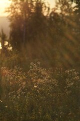 morning in the forest