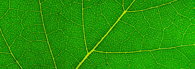 green leaf with visible texture. background or textura