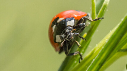 Coccinelle