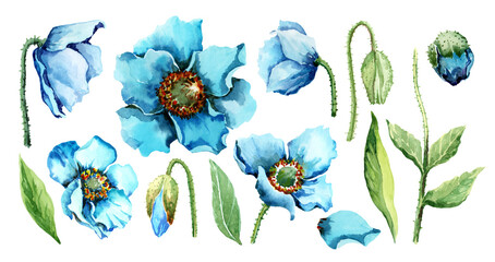 Set of isolated elements of garden blue poppy flowers, buds, green leaves and stems. Flower collection. Hand drawn watercolor painting on white background for design of wedding invitations, cards.