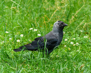 pigeon on grass