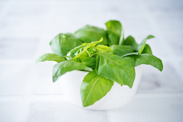 Fresh Basil leaf on a white background