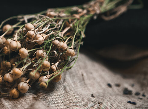 Peganum harmala herbs