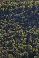 forest in autumn