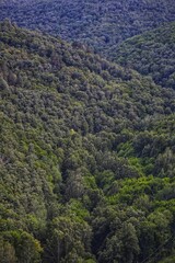 Obraz premium landscape with trees