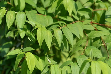 green foliage close up for background