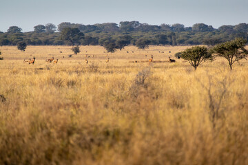 Fototapeta na wymiar Herd of red hartebeest on the african plain.