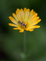 Bee macro on yellow blossom
