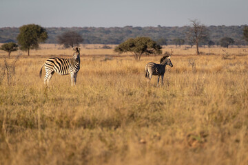 Fototapeta na wymiar Mare and colt zebras on the plains.