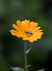 Bee macro closeup on yellow blossom with green background