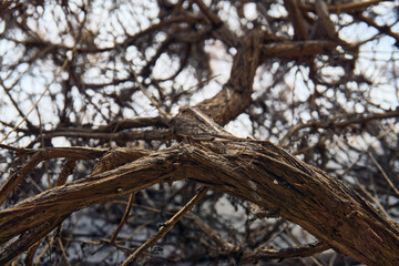 Dry tree branches