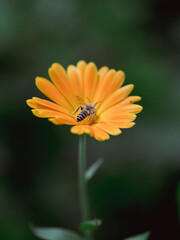 yellow blossom with bee macro in middle