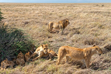 Tanzania, Serengeti park – Lion.