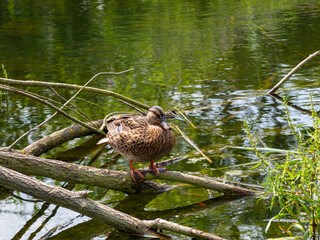 Wild duck swims in the pond. close up.