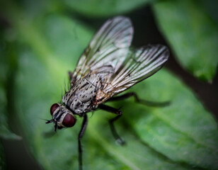 fly on leaf