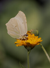 white yellow butterfly on yellow small flower macro
