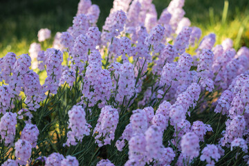 Obraz premium gently pink flowers in the garden