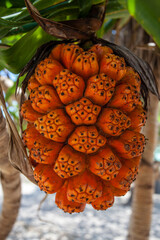 Close up of a ripe orange Pandanus (screwpine or pandan) fruit , Gili Air, West Nusa Tenggara,...