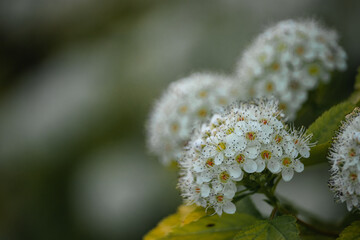 spirea bush with white flowers