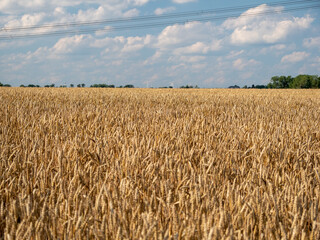 Golden wheat field against the background of the summer sky.