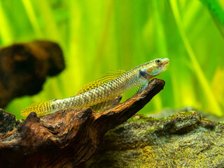 Rainbow Stiphodon Goby (Stiphodon ornatus) isolated in a fish tank with blurred background
