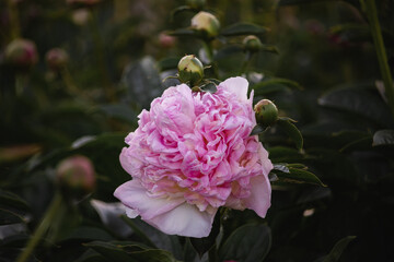 beautiful flowers peonies pink white