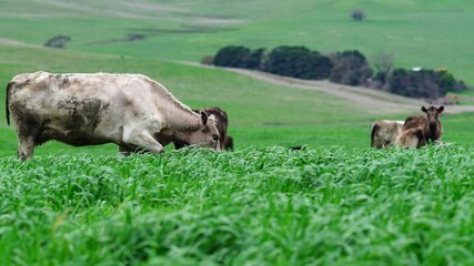 Beef cows and calves grazing on grass in Australia.