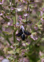 black carpenter bee symmetry on green white plants