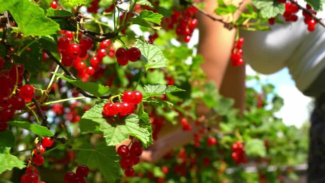 picking berries from bushes, strawberries, currants. processing of bushes, collecting weeds, excess grass, fertilizing beds and working with a hoe