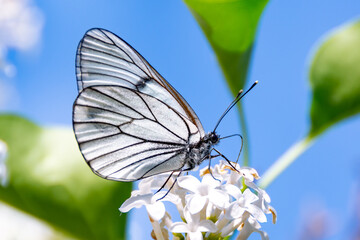 Beautiful black and white butterfly (Aporia crataegi) on white lilac flowers